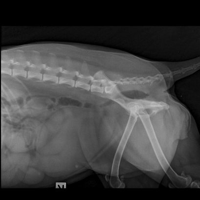 โรคมดลูกอักเสบเป็นหนอง’ โรคทางระบบสืบพันธุ์ที่เจ้าของไม่ควรมองข้าม!